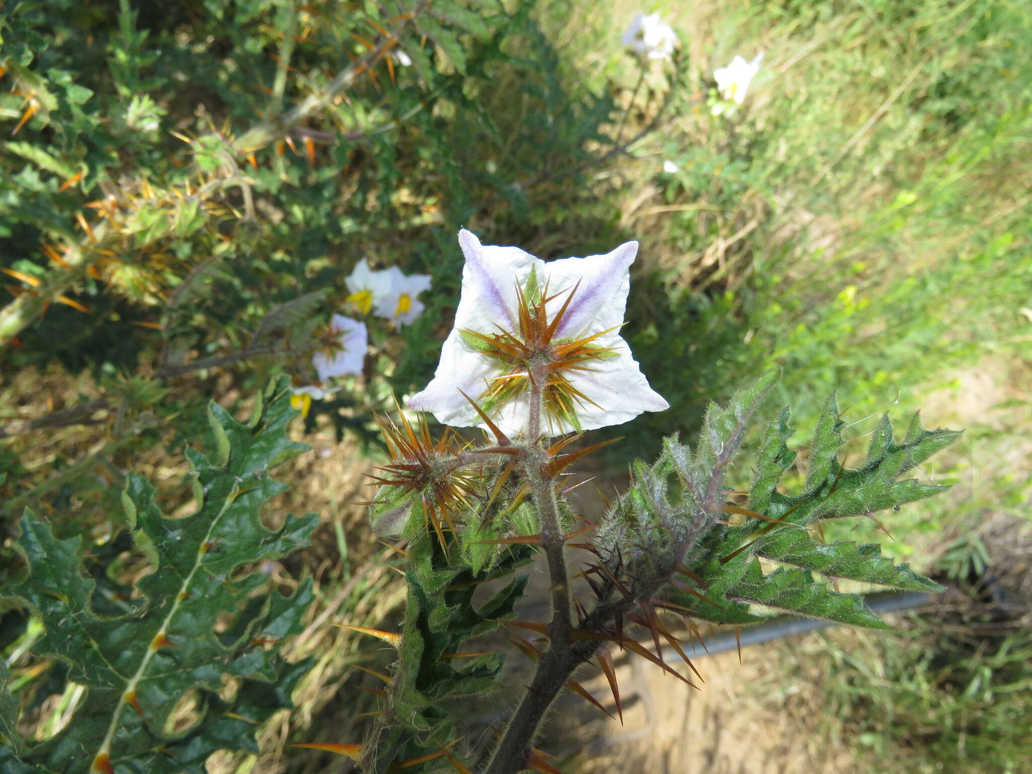 Image of sticky nightshade