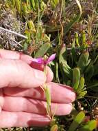 Image of Chironia decumbens Levyns