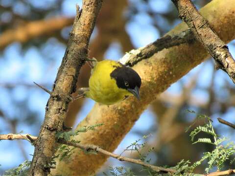 Image of Baglafecht Weaver