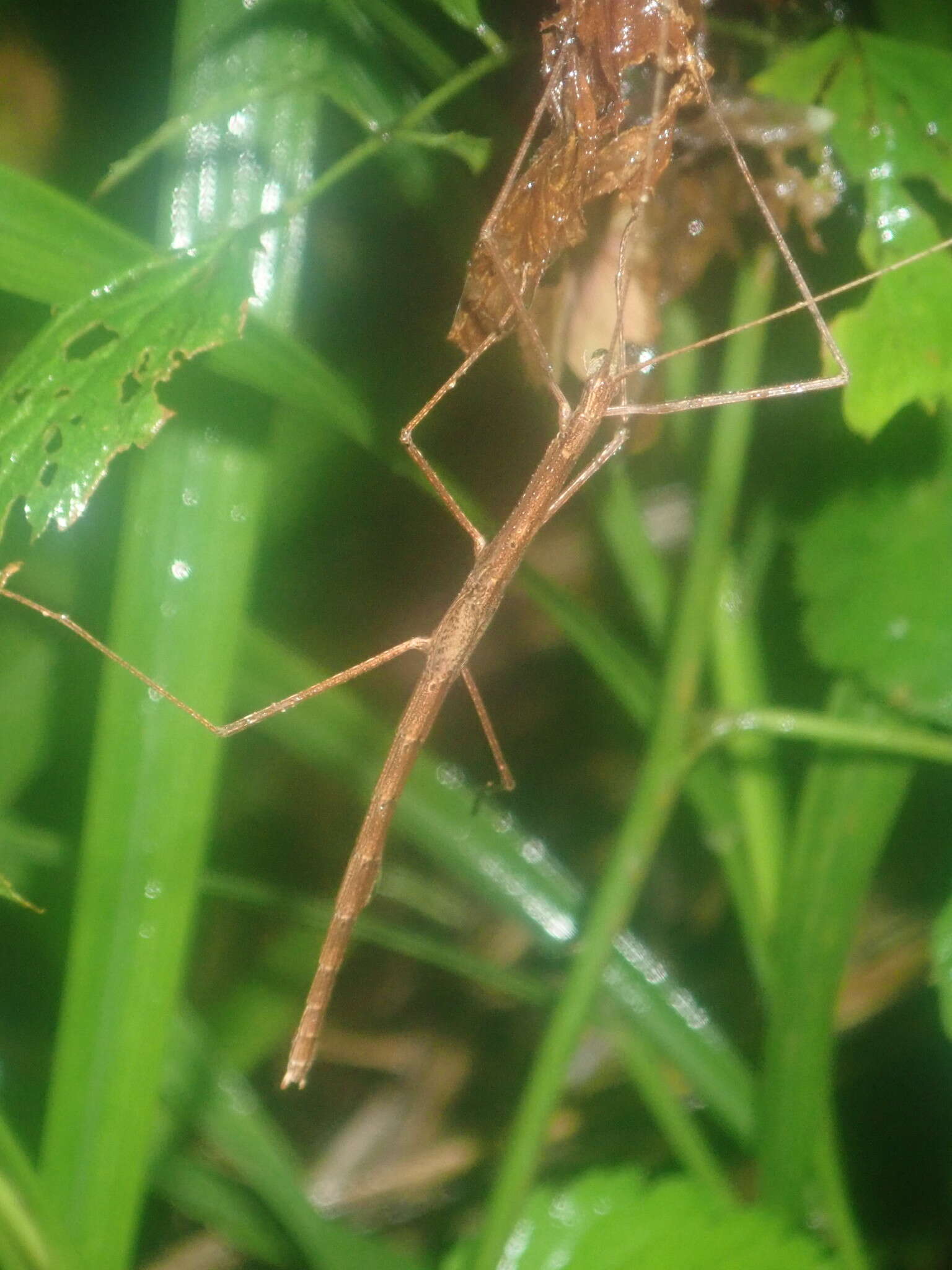 Image of Sipyloidea larryi Hasenpusch & Brock 2007