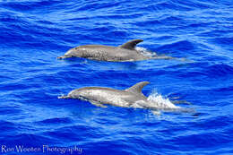 Image of Atlantic Spotted Dolphin