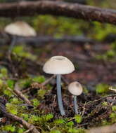 Image of Entoloma albidocoeruleum G. M. Gates & Noordel. 2007