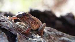 Imagem de Litoria everetti (Boulenger 1897)