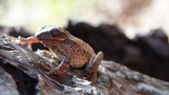 Image of Everett's Treefrog