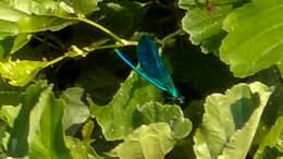 Image of Banded Agrion