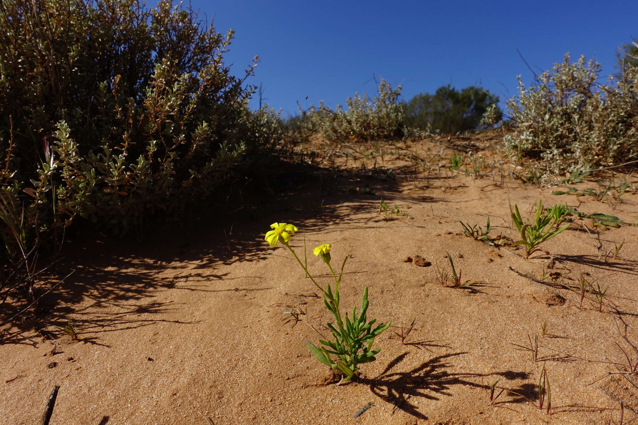 Senecio spanomerus I. Thomps. resmi