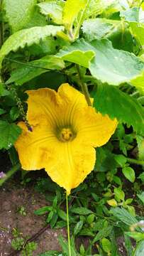 Image of Cucurbita ecuadorensis Cutler & Whitaker