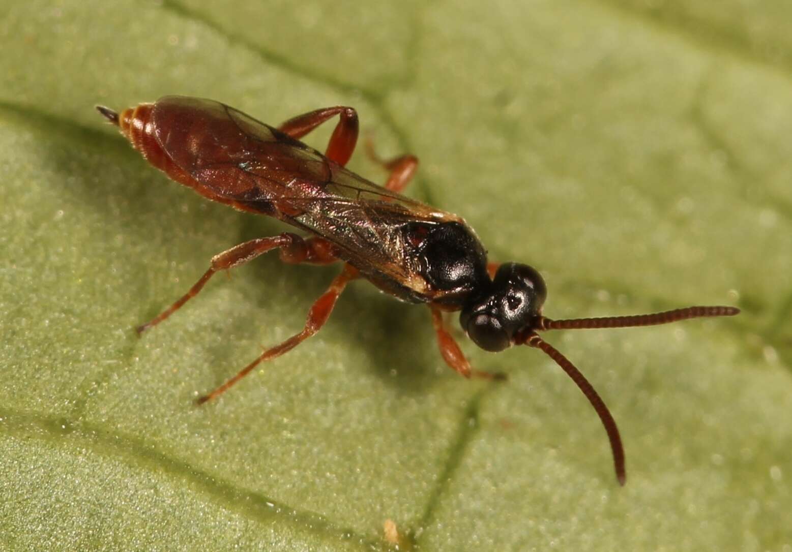 Image of Dicaelotus montanus (de Stefani 1885)