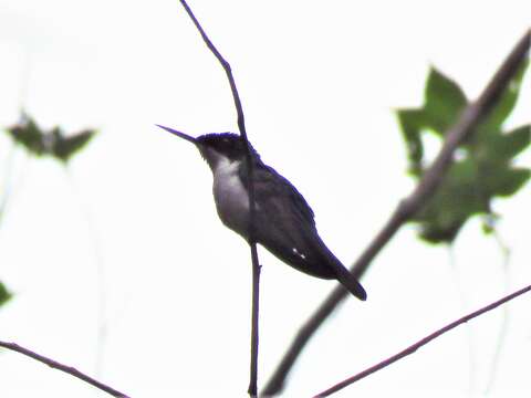 Image of Purple-crowned Fairy