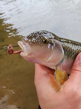 Image of Bigmouth chub