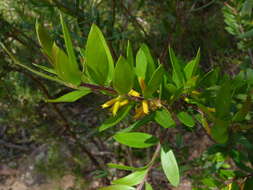 Слика од Persoonia myrtilloides Sieb. ex Schultes & J. H. Schultes