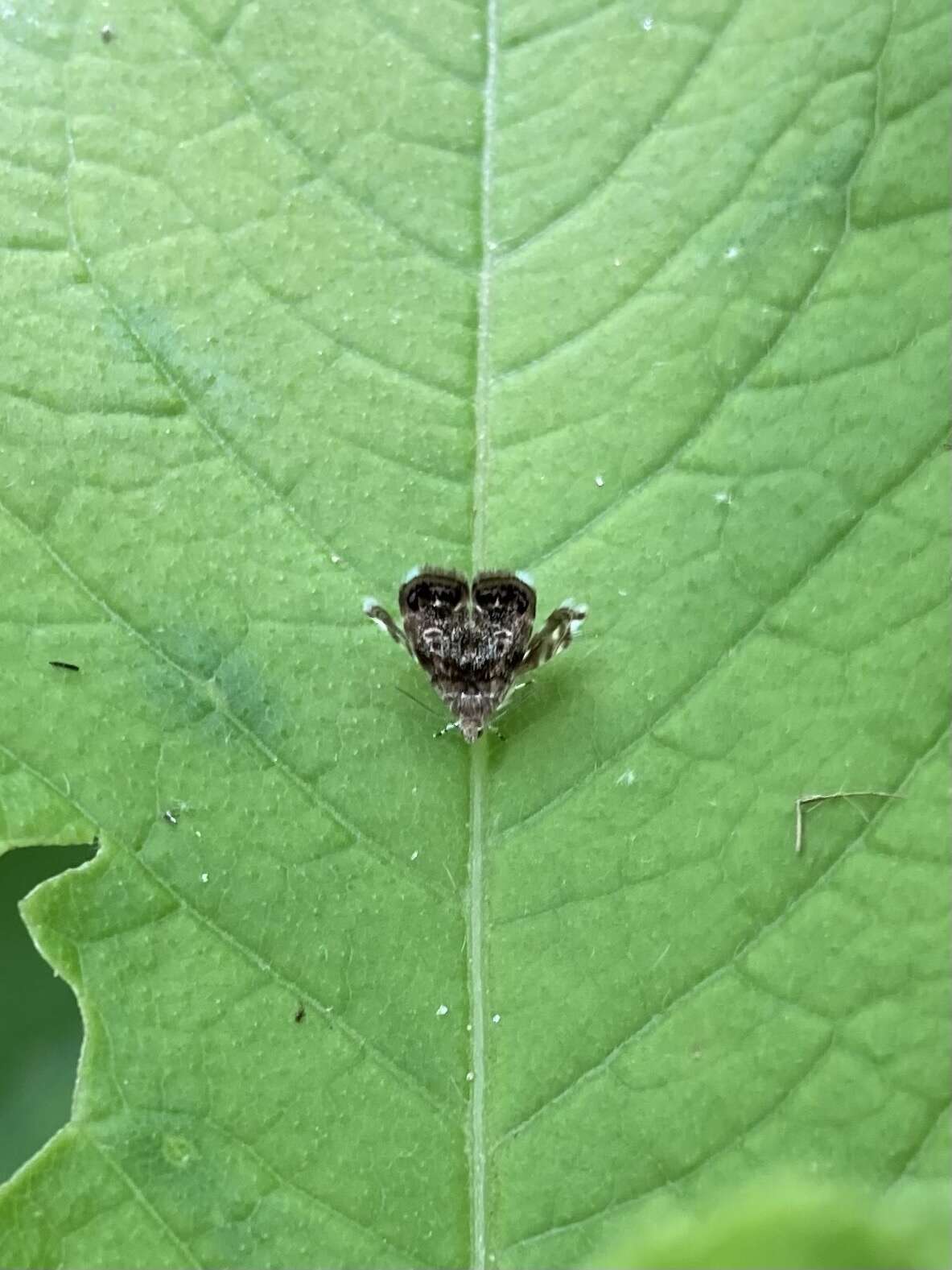 Image of Peacock Brenthia