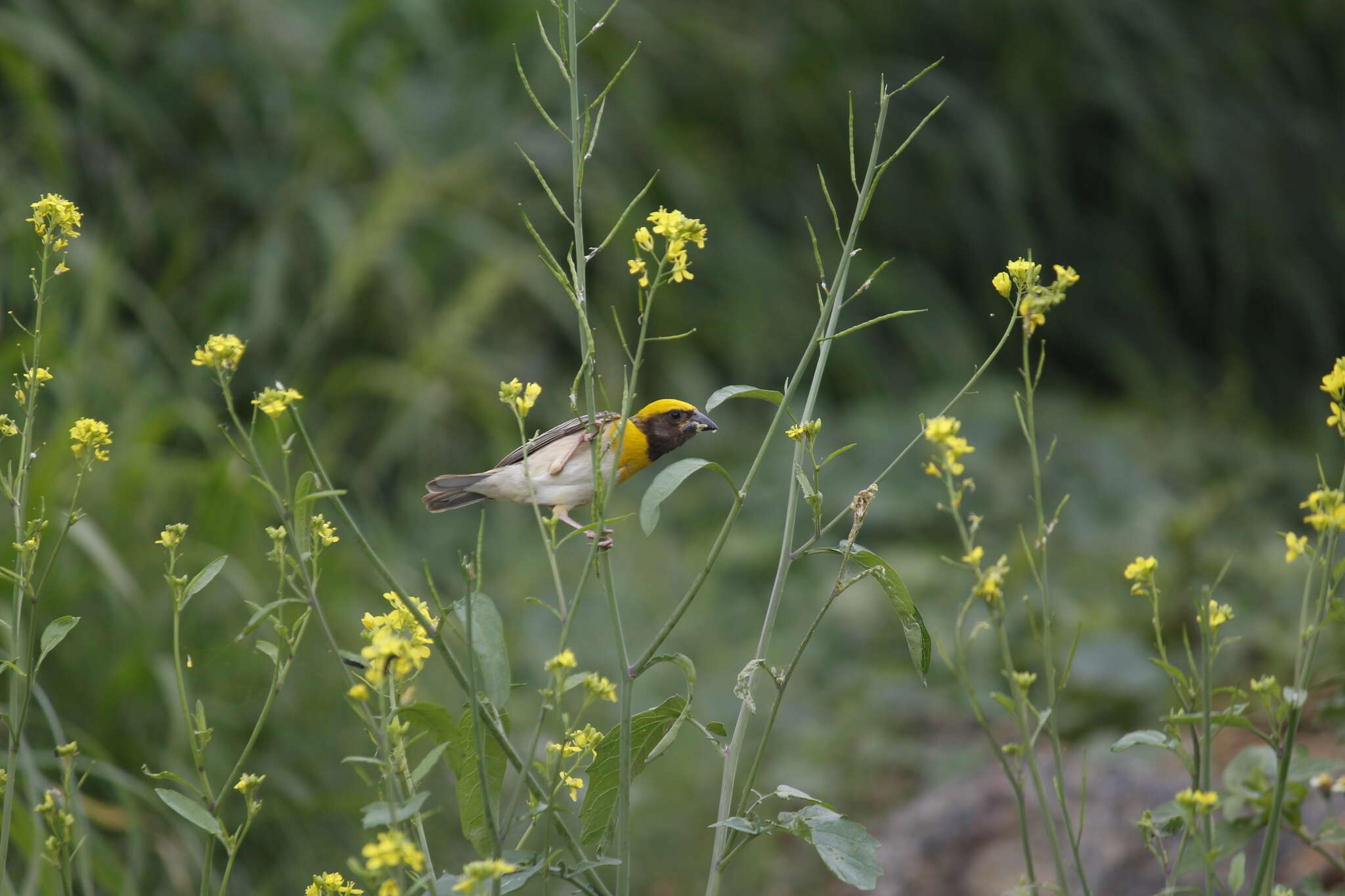 Image of Baya Weaver