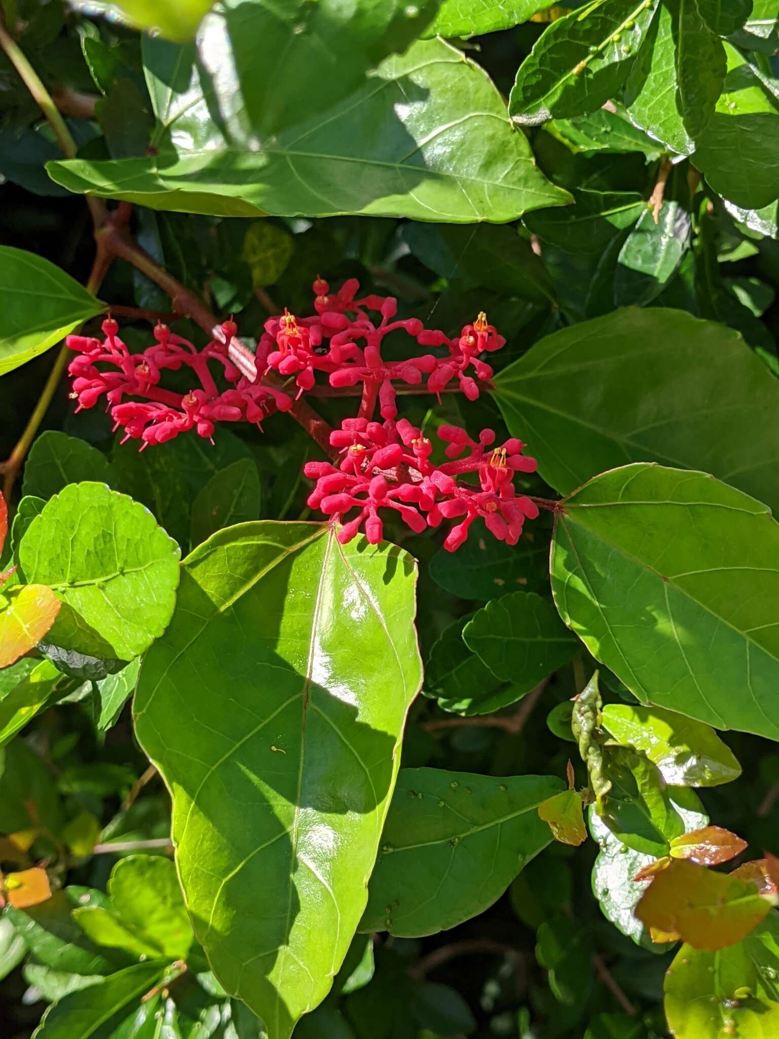 Plancia ëd Cissus biformifolia Standl.