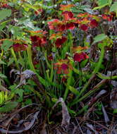 Image of Alabama Cranebrake Pitcherplant