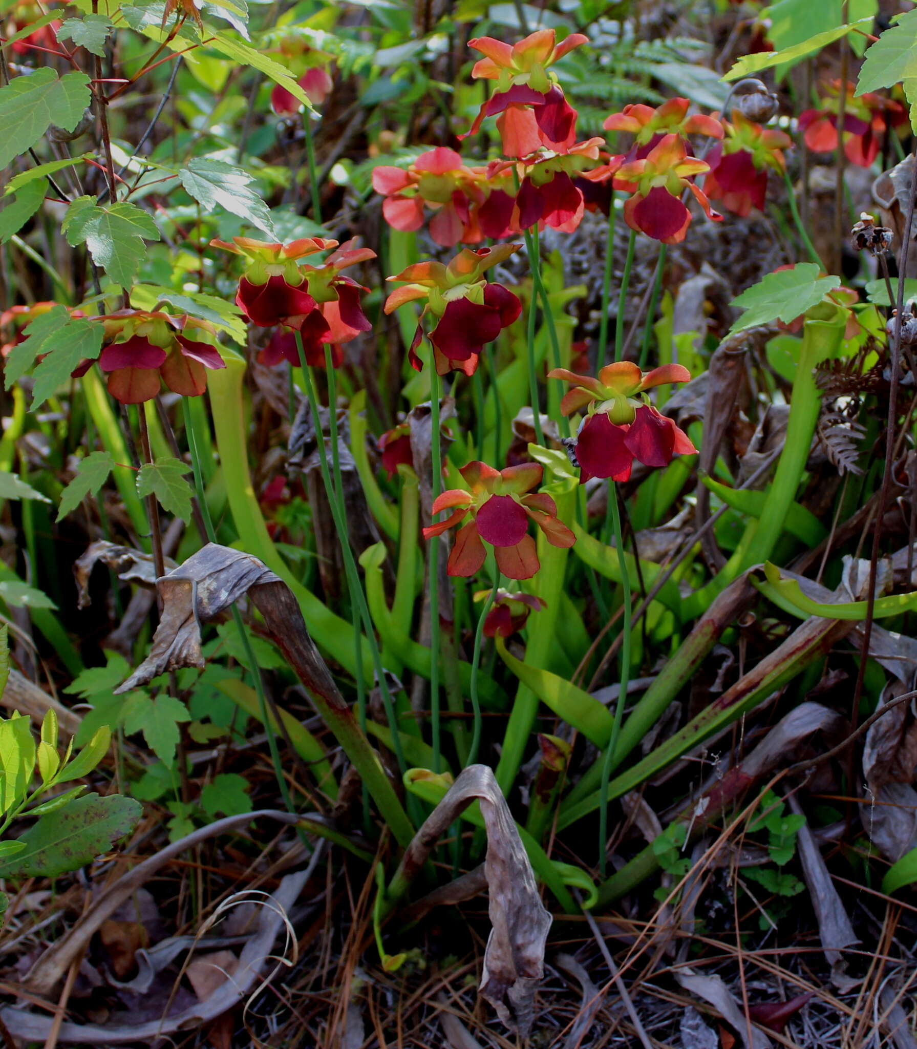 Image of Alabama Cranebrake Pitcherplant