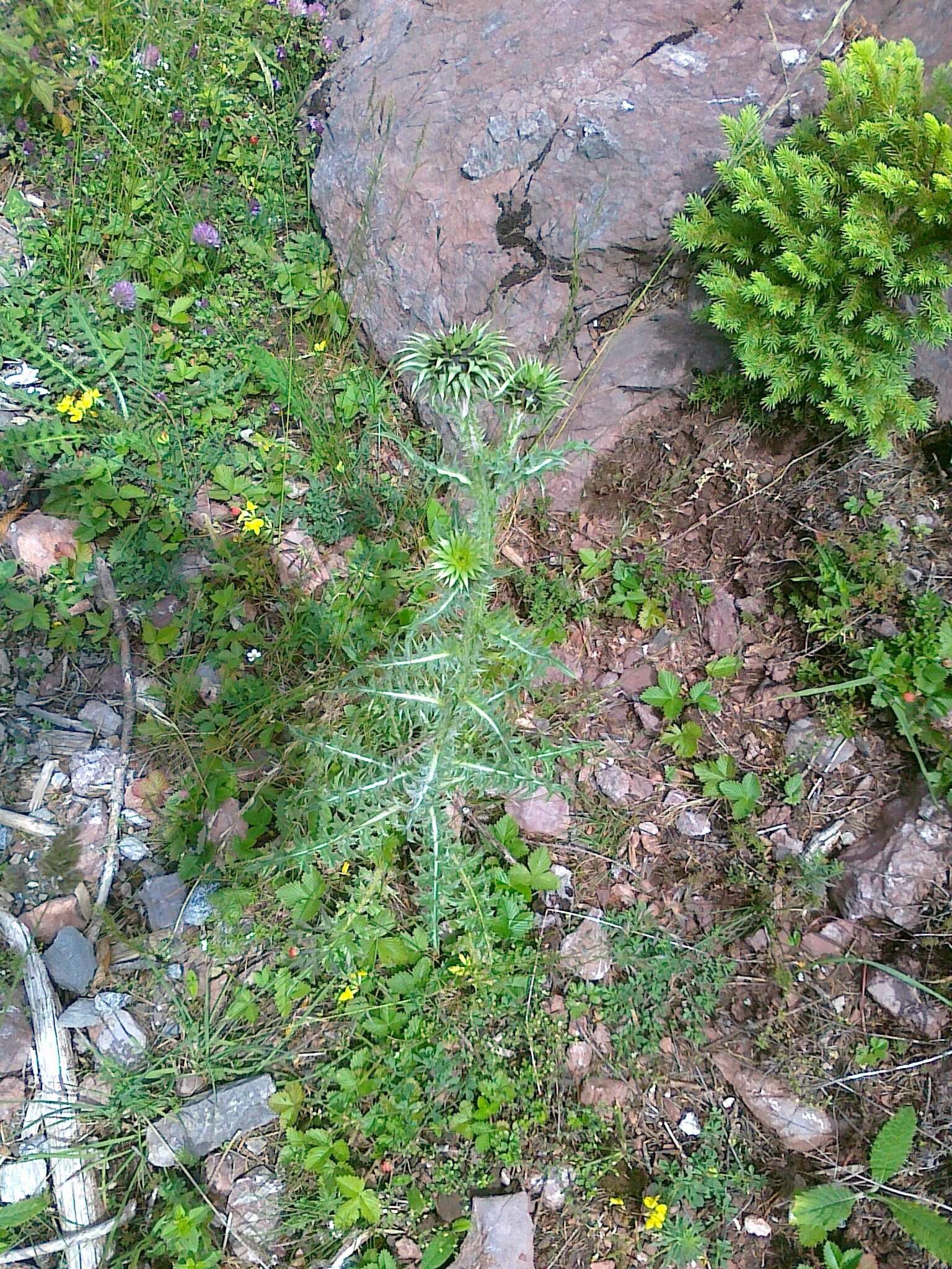 Image of Musk Thistle