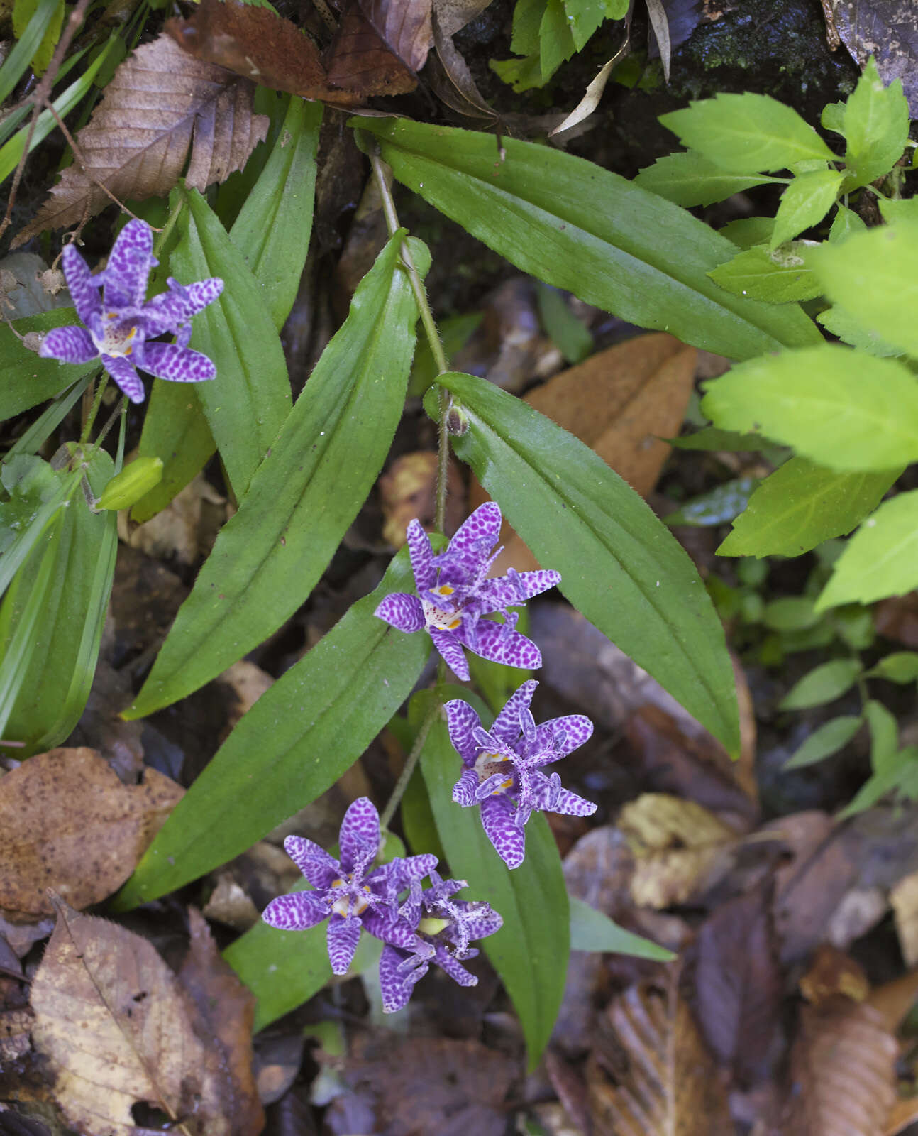 Image of toad lily