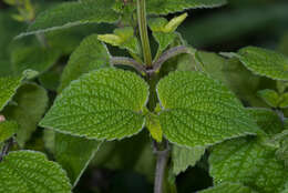 Imagem de Salvia tiliifolia Vahl