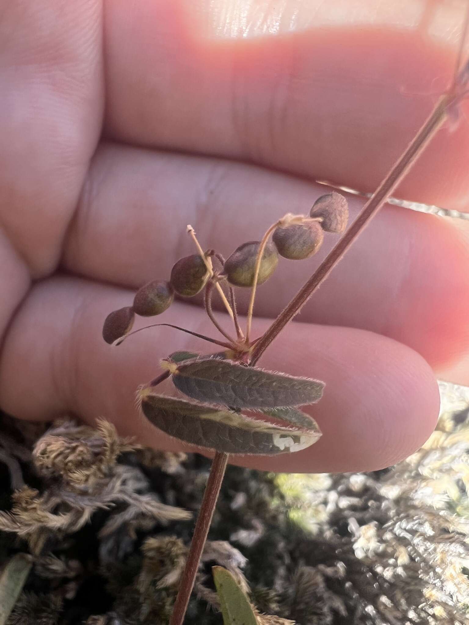 Image of Rose's ticktrefoil