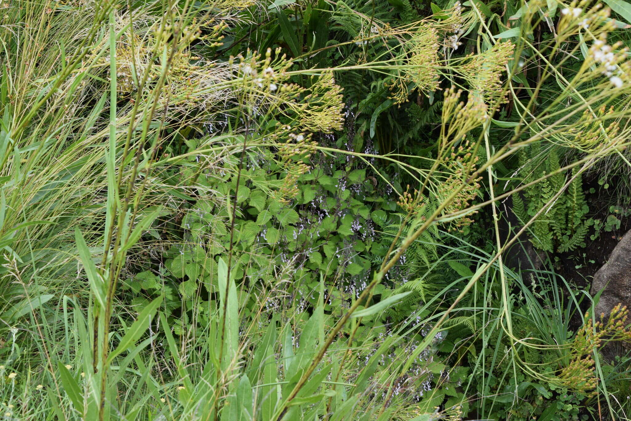 Image of Plectranthus grallatus Briq.