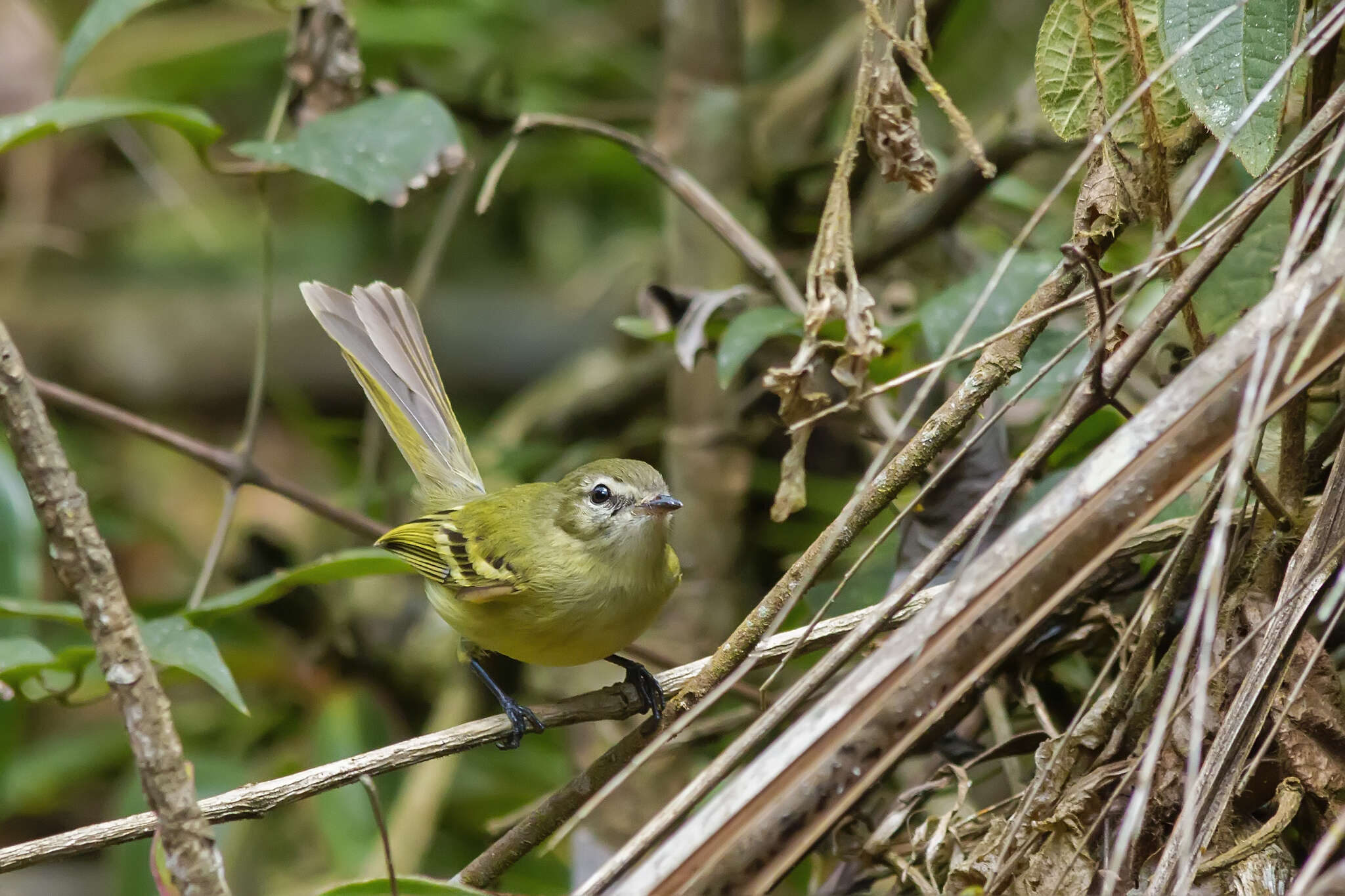 Image of Greenish Tyrannulet