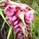 Image of Connellia augustae (M. R. Schomb.) N. E. Br.