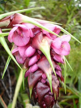 Image of Connellia augustae (M. R. Schomb.) N. E. Br.