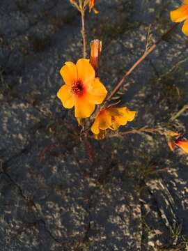 Image of San Joaquin blazingstar