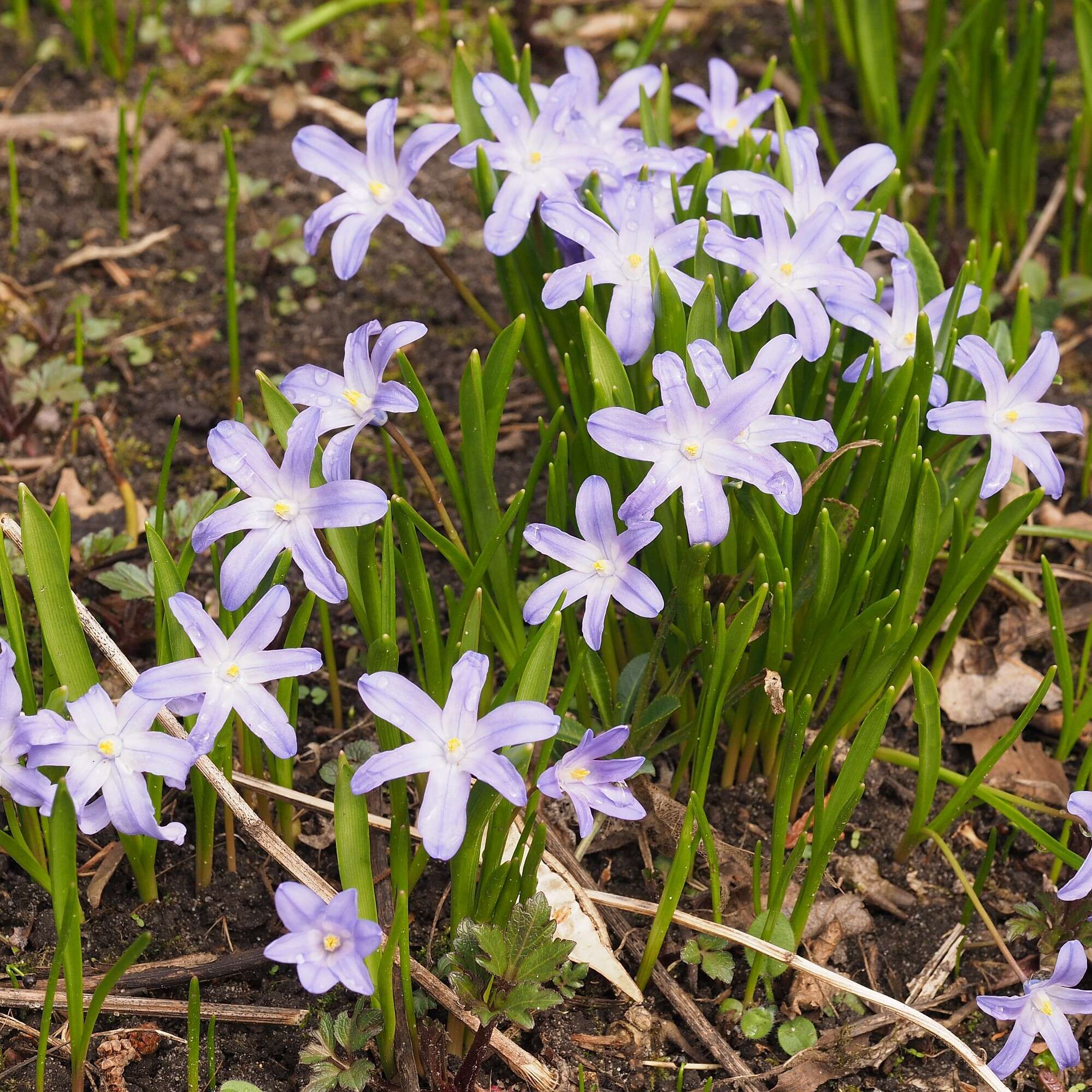 Image de Scilla luciliae (Boiss.) Speta