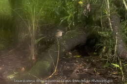 Image of White-shouldered Fire-eye