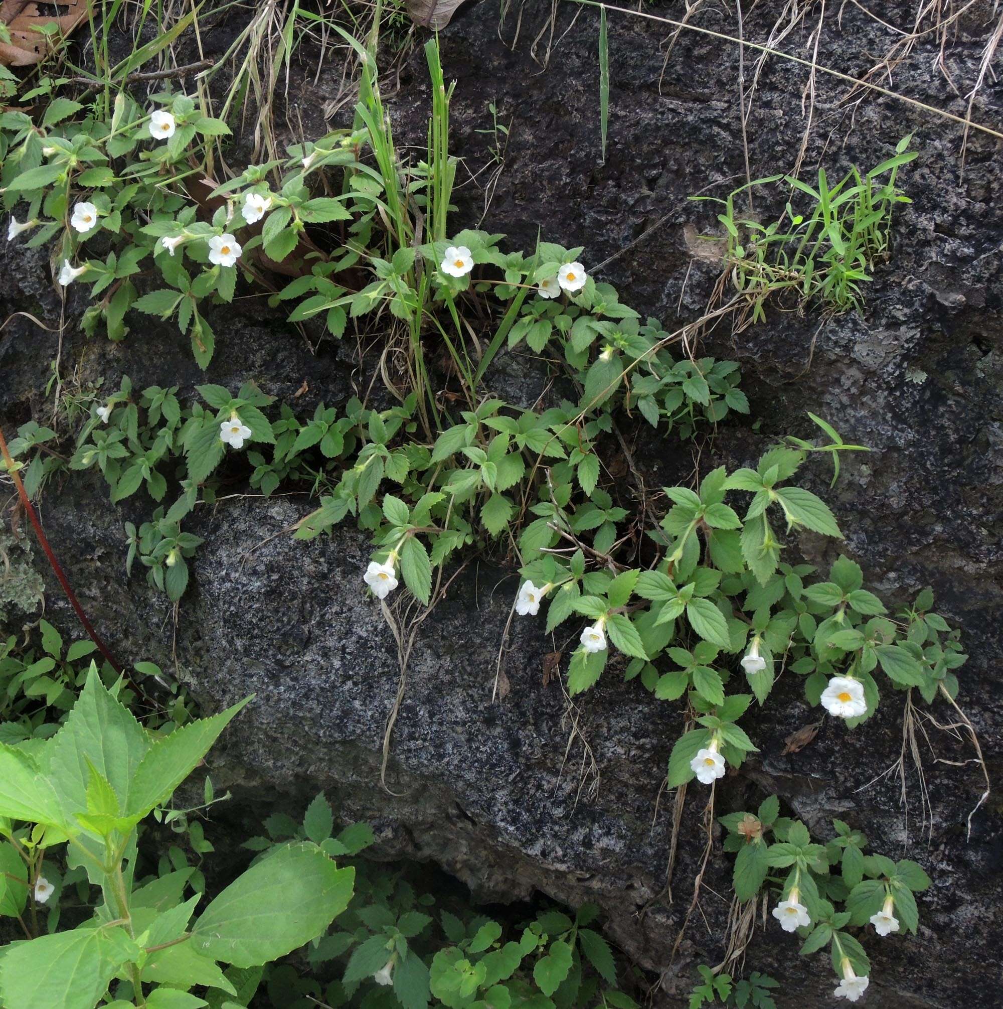 Image of Achimenes occidentalis C. V. Morton