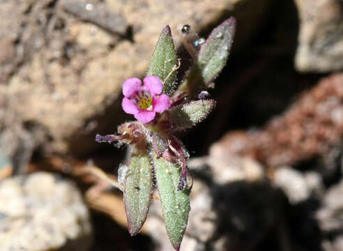 Imagem de Diplacus leptaleus (A. Gray) G. L. Nesom