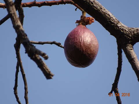 Imagem de Cochlospermum religiosum (L.) Alston