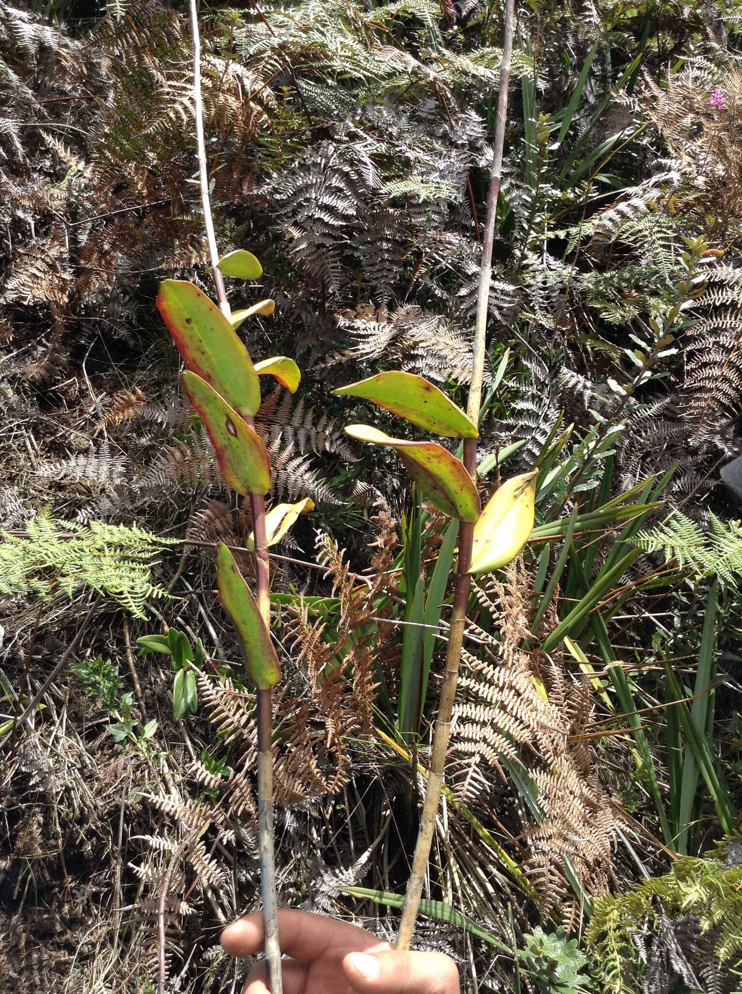 Image of Epidendrum arachnoglossum Rchb. fil. ex André