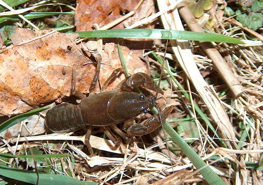 Image of <i>Lacunicambarus diogenes</i>