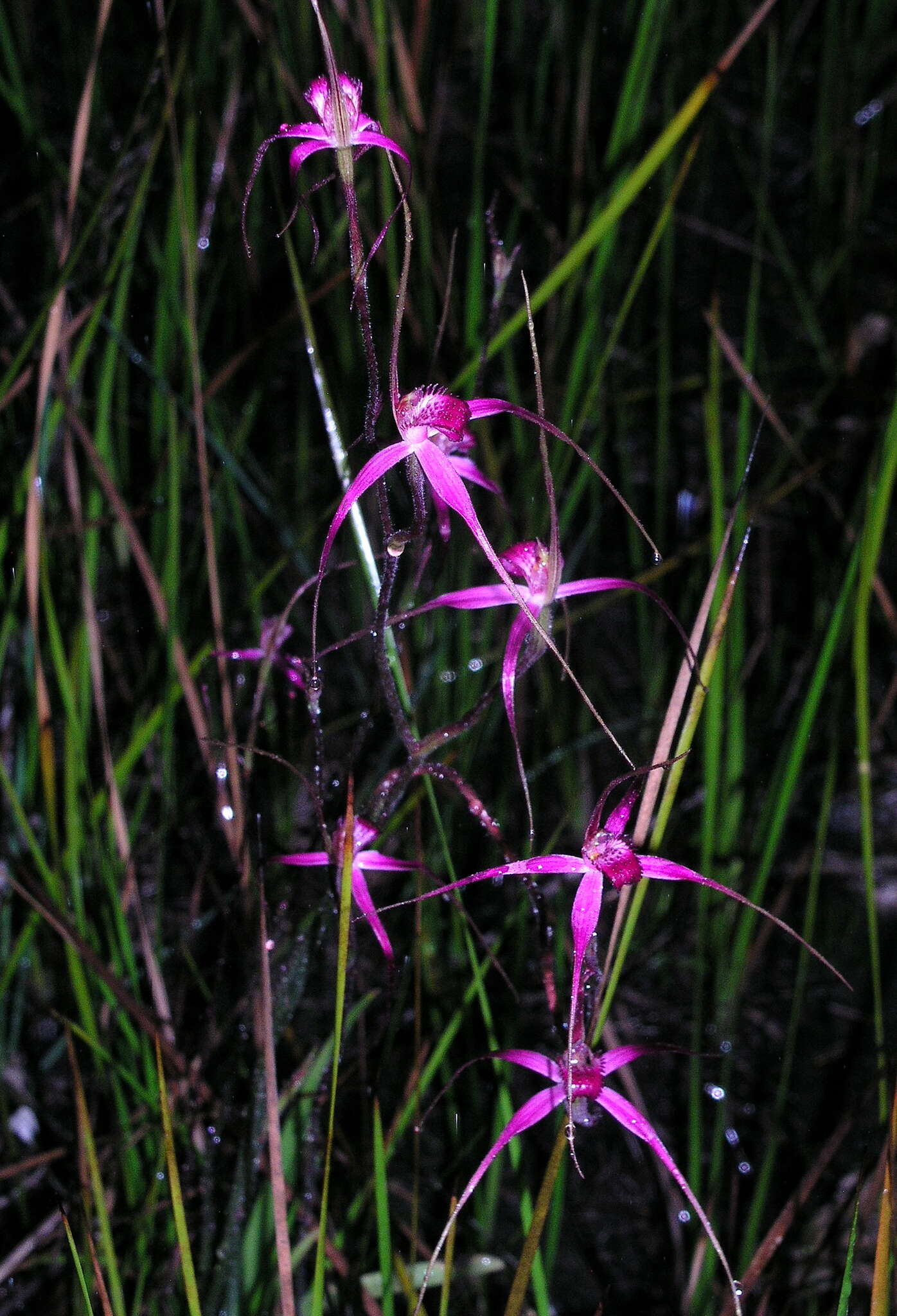 Image of Caladenia harringtoniae Hopper & A. P. Br.