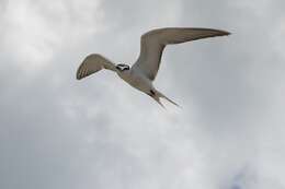 Image of Gray-backed Tern