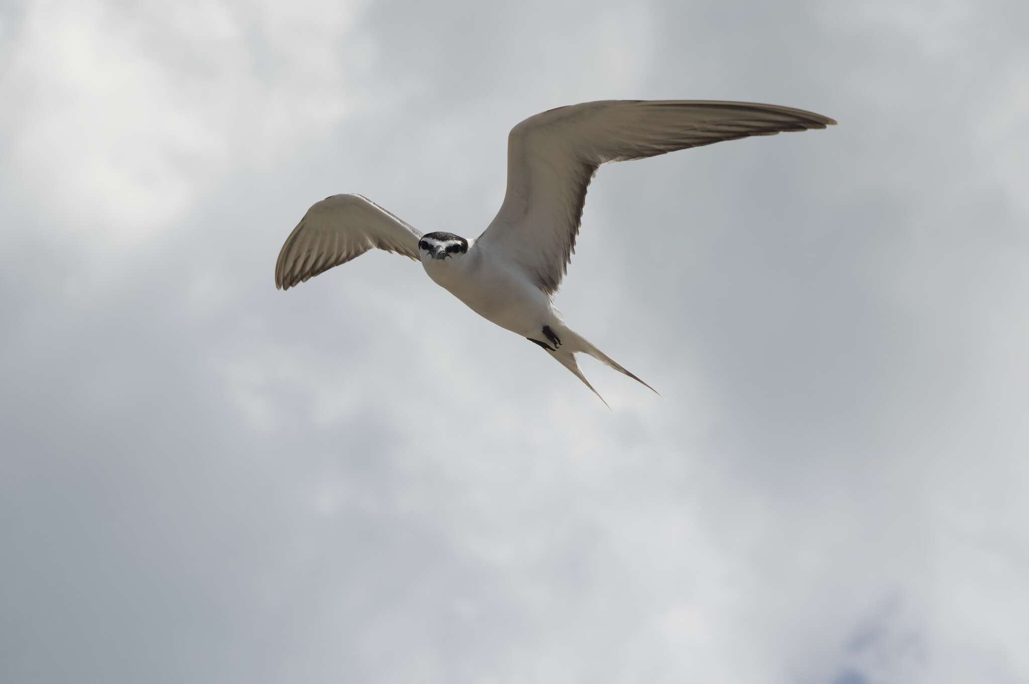 Image of Gray-backed Tern