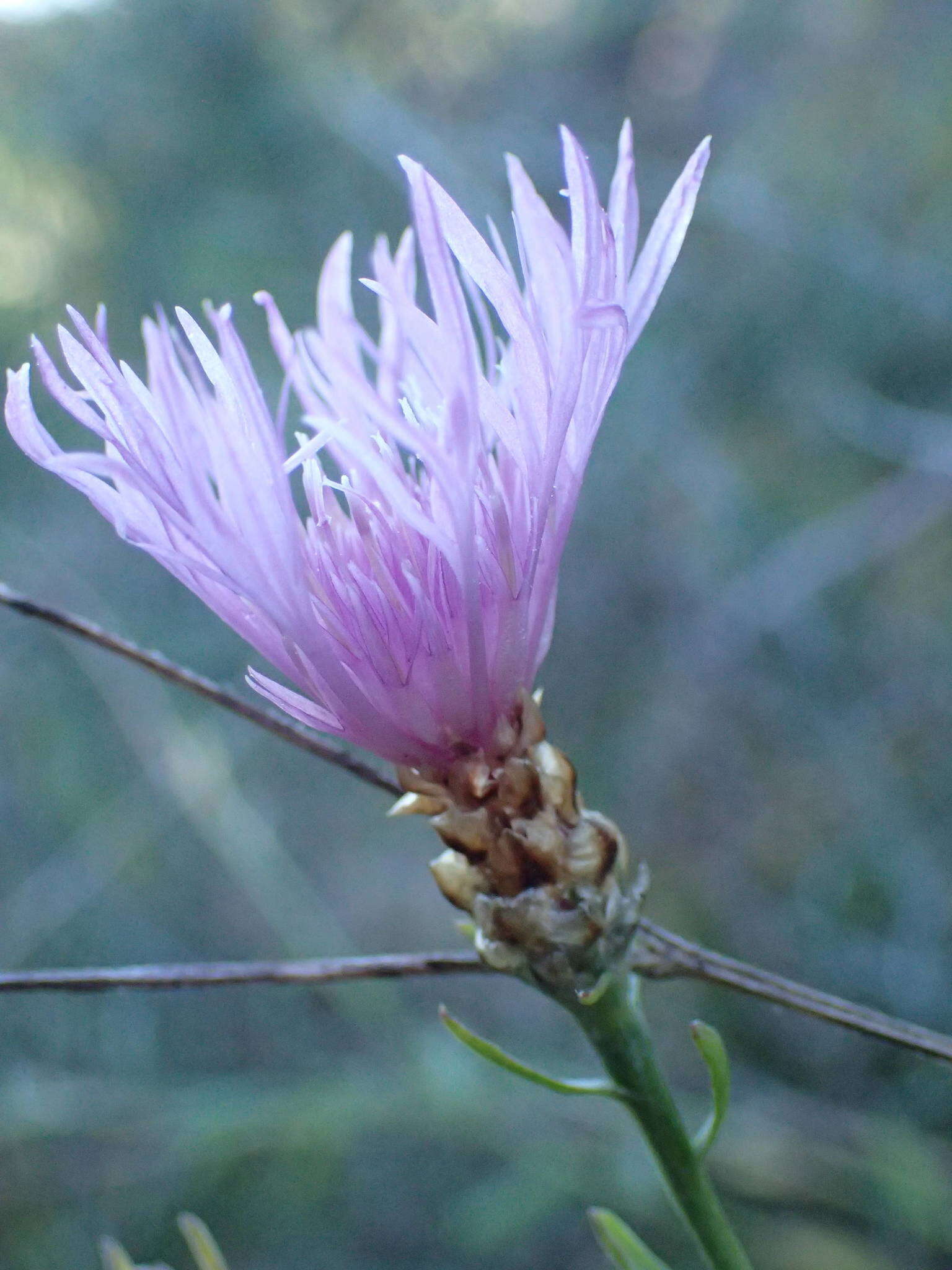 Image of Centaurea jacea subsp. timbalii (Martrin-Donos) Br.-Bl.