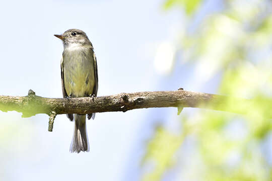 Image of American Dusky Flycatcher