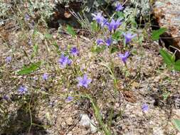 Image of basin bellflower