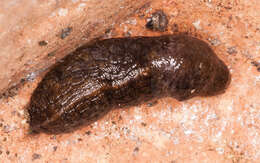 Image of Budapest slug