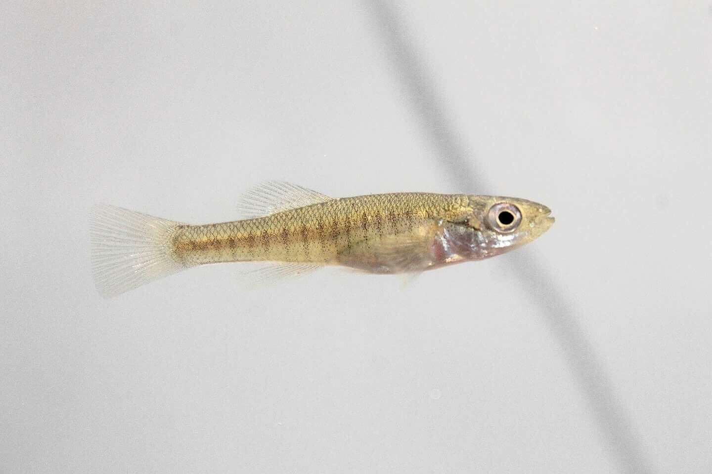 Image of Banded Killifish