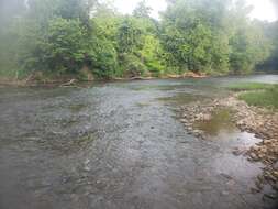 Image of Meramec Saddled Darter