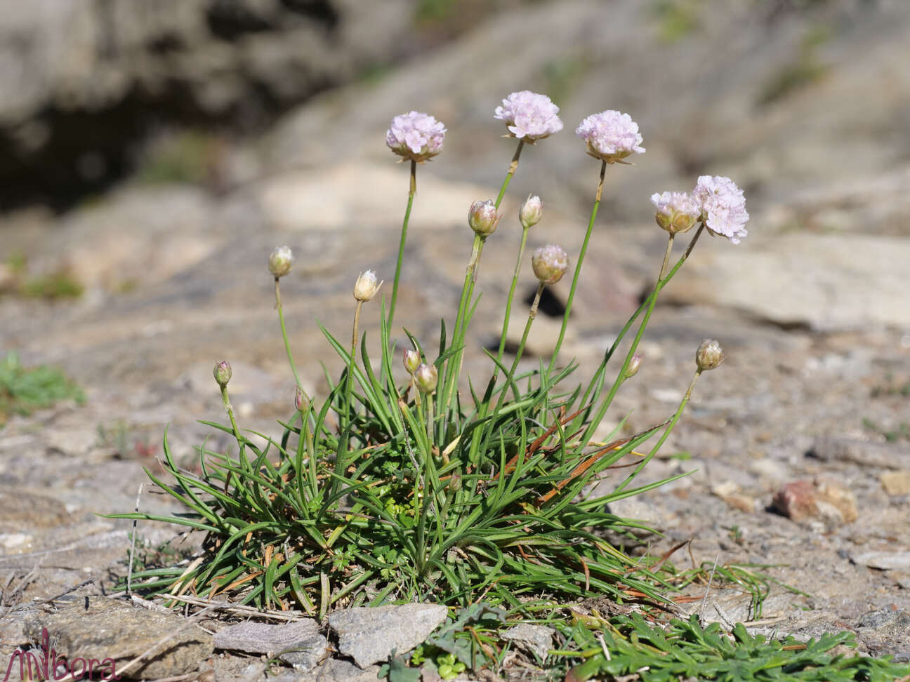 Plancia ëd Armeria ruscinonensis Girard