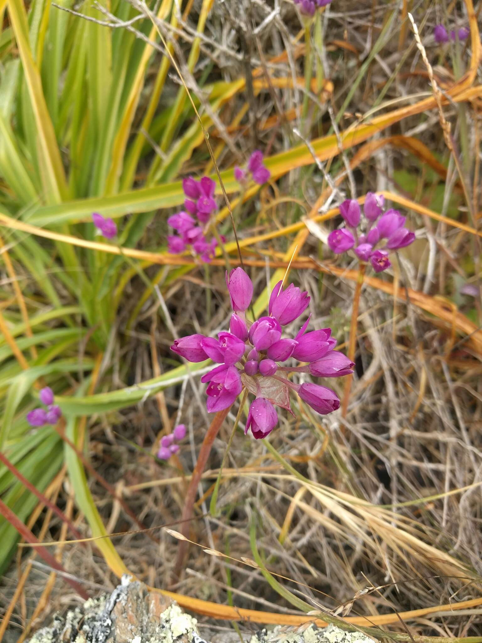 Image of coastal onion