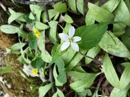 Imagem de Viola canadensis L.