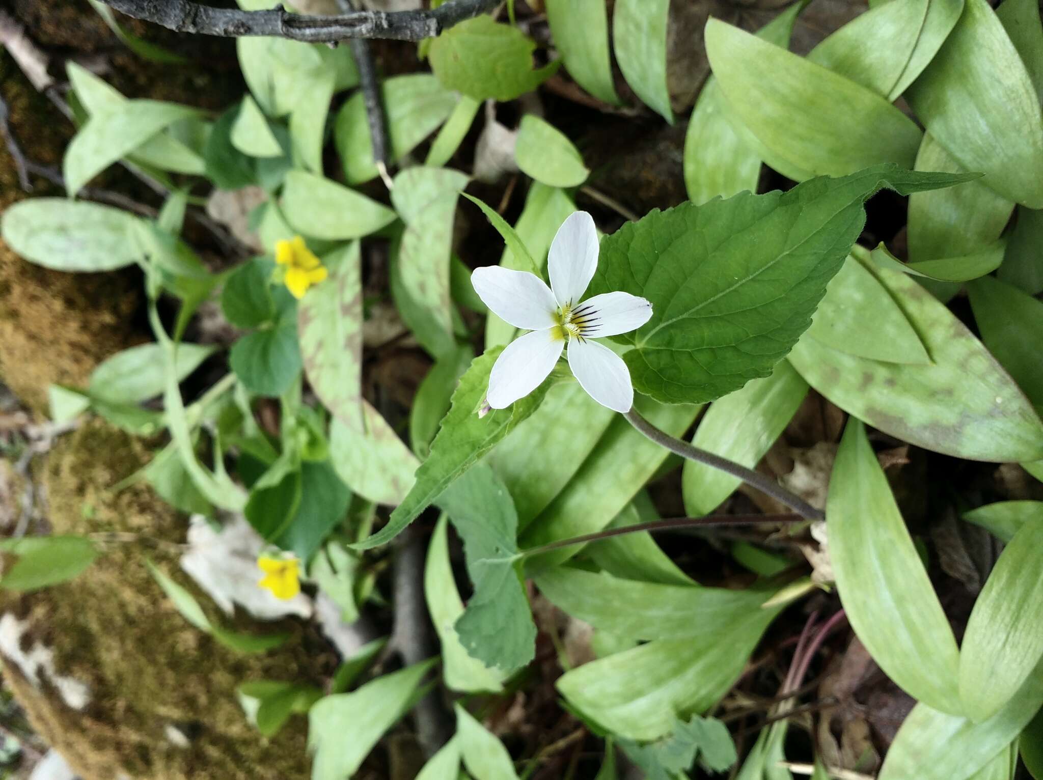 Imagem de Viola canadensis L.