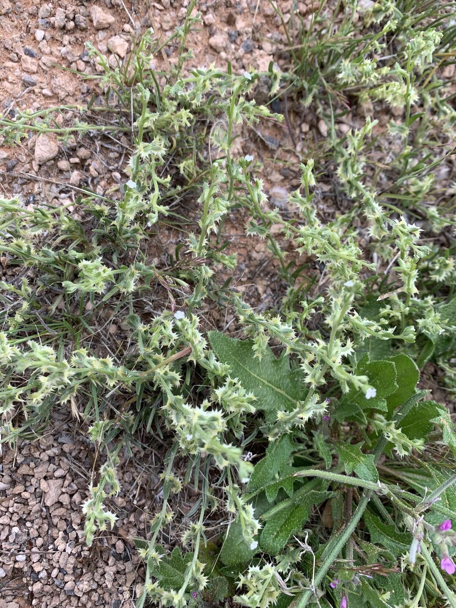 Image of broadfruit combseed